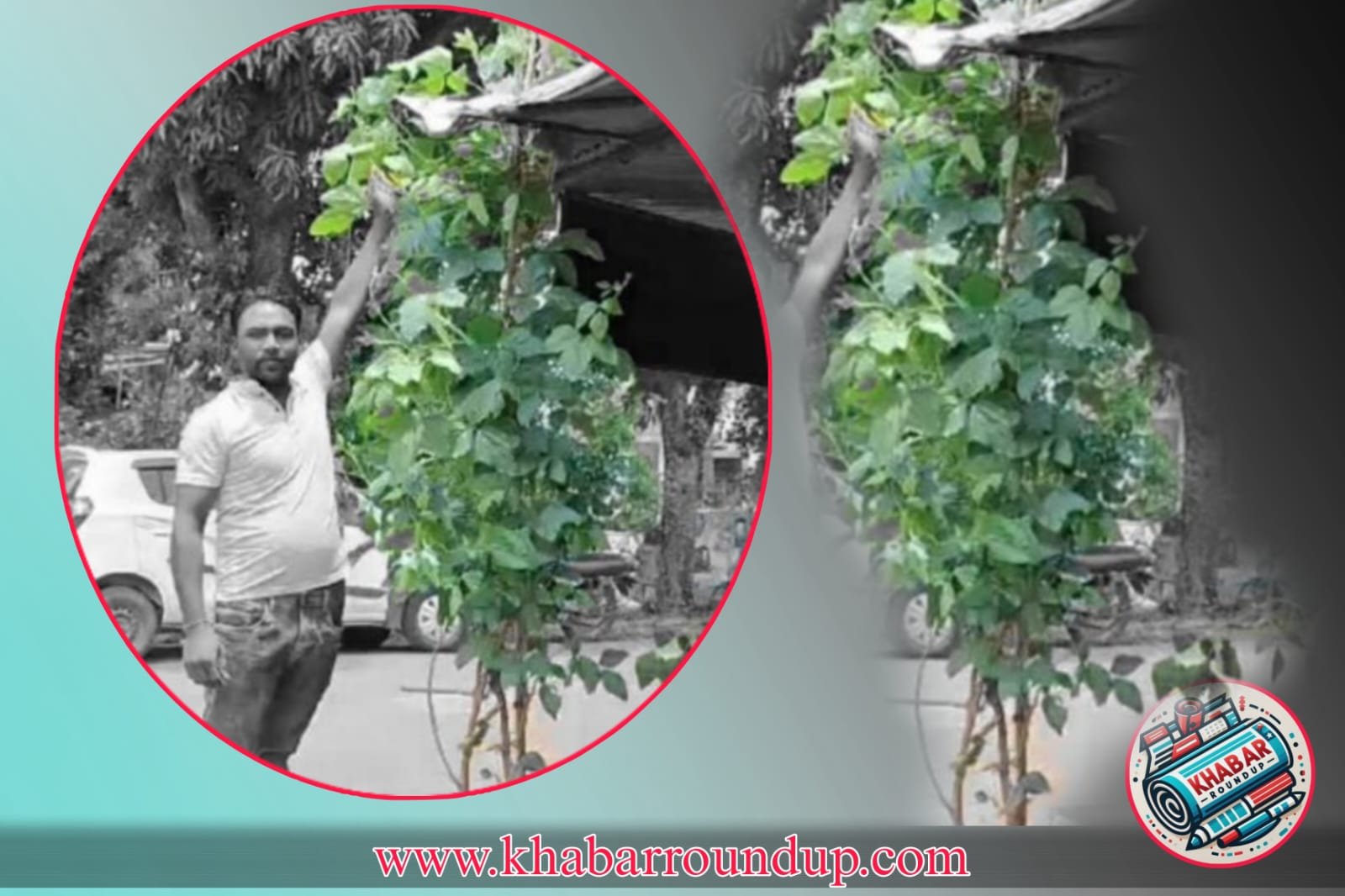 Soyabean Plant: 15 feet high soybean plant becomes the center of attraction