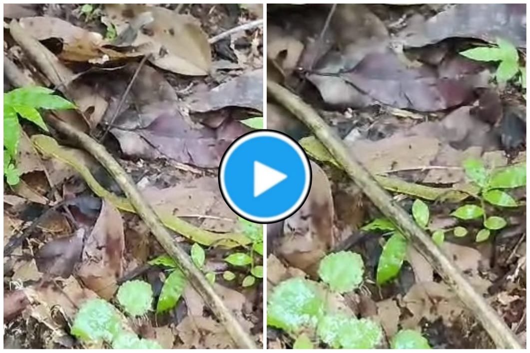 Saanp Ka Video: A rare green species of snake bit the shopkeeper, people captured the snake.