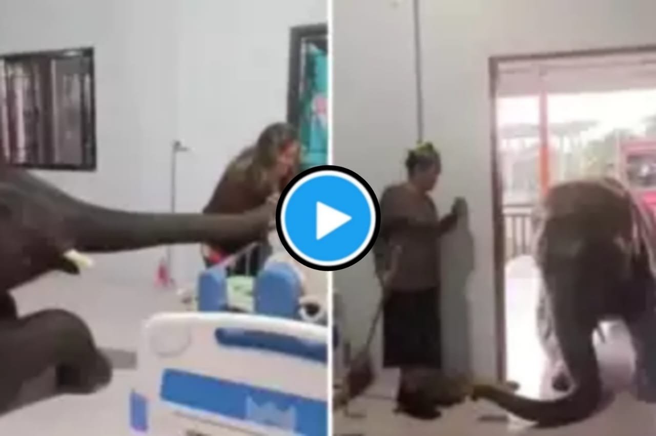 Hathi Ka Video: Elephant reached the hospital to meet the sick mahout