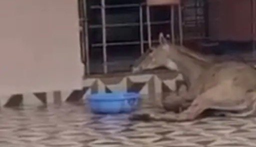 Dogs attacked Nilgai: Forest department rescued the Nilgai hidden in the temple, it was attacked by dogs.