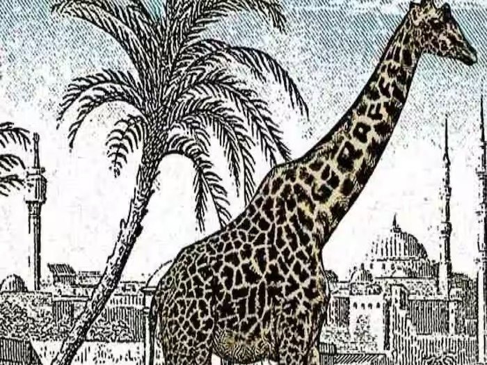 Optical Illusion: There is another Giraffe present in the picture along with a Giraffe, did you see it?