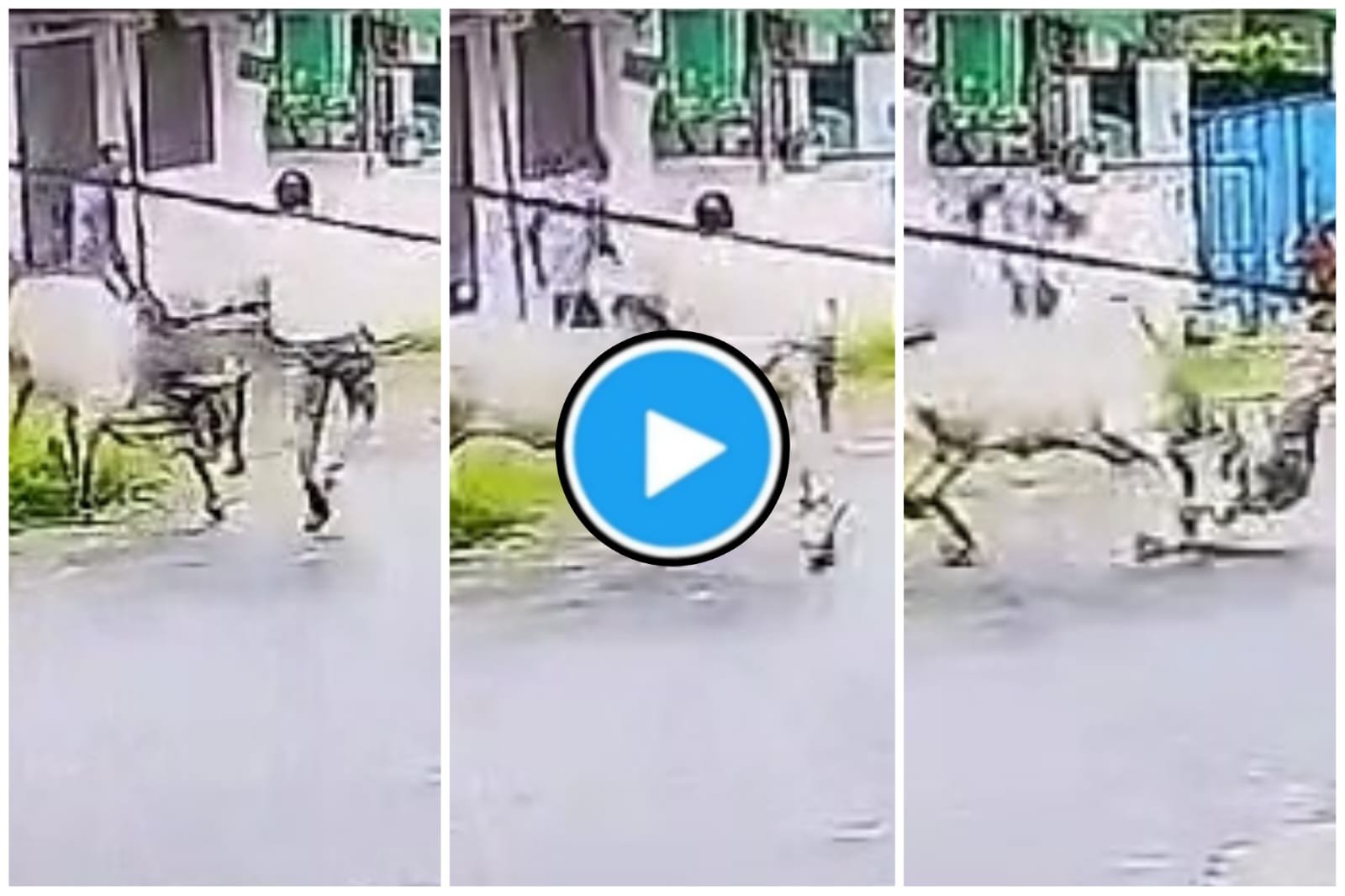 Bull Attack: An angry bull picked up a person walking on the road and threw him.