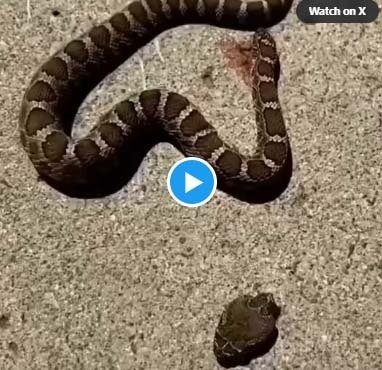 Saanp Ka Video: The snake's hood was separate from the body, yet it bit itself