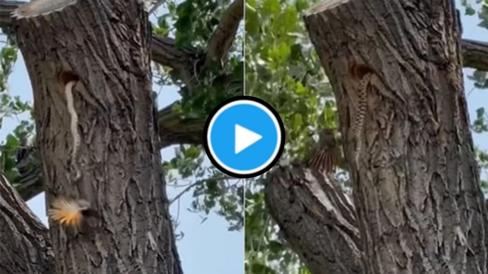 Saanp Ka Video: The snake came as a threat to the children and then the bird arrived.