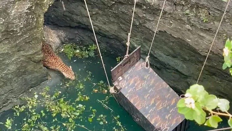 Leopard Ka Rescue: When the leopard got stuck in its throat, it lost its life and came into the cage itself.