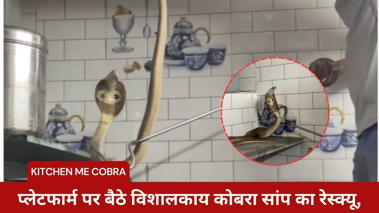 Kitchen Me Cobra: Rescue of a giant cobra snake sitting on the platform, video went viral