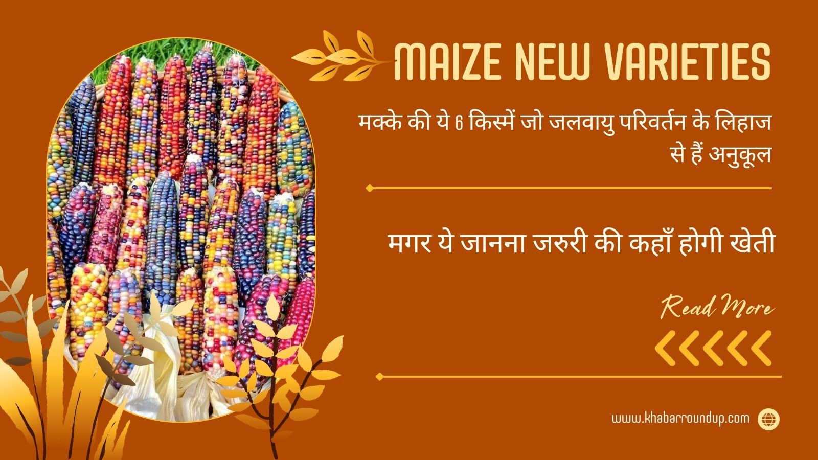 Maize New Varieties: These 6 varieties of maize which are adapted to climate change