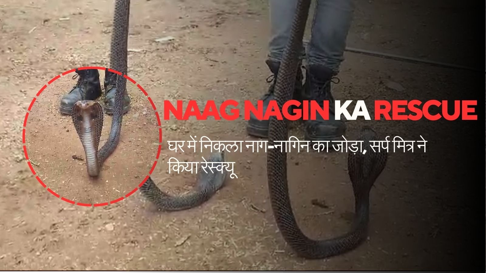 Naag Nagin Ka Rescue: A pair of snakes found in the house, snake friend rescues them