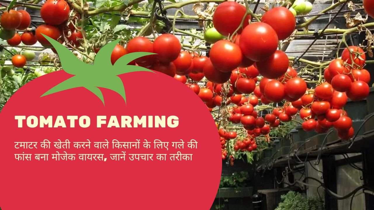 Tomato Farming: Mosaic virus becomes a sore throat for tomato farming farmers, know the method of treatment.