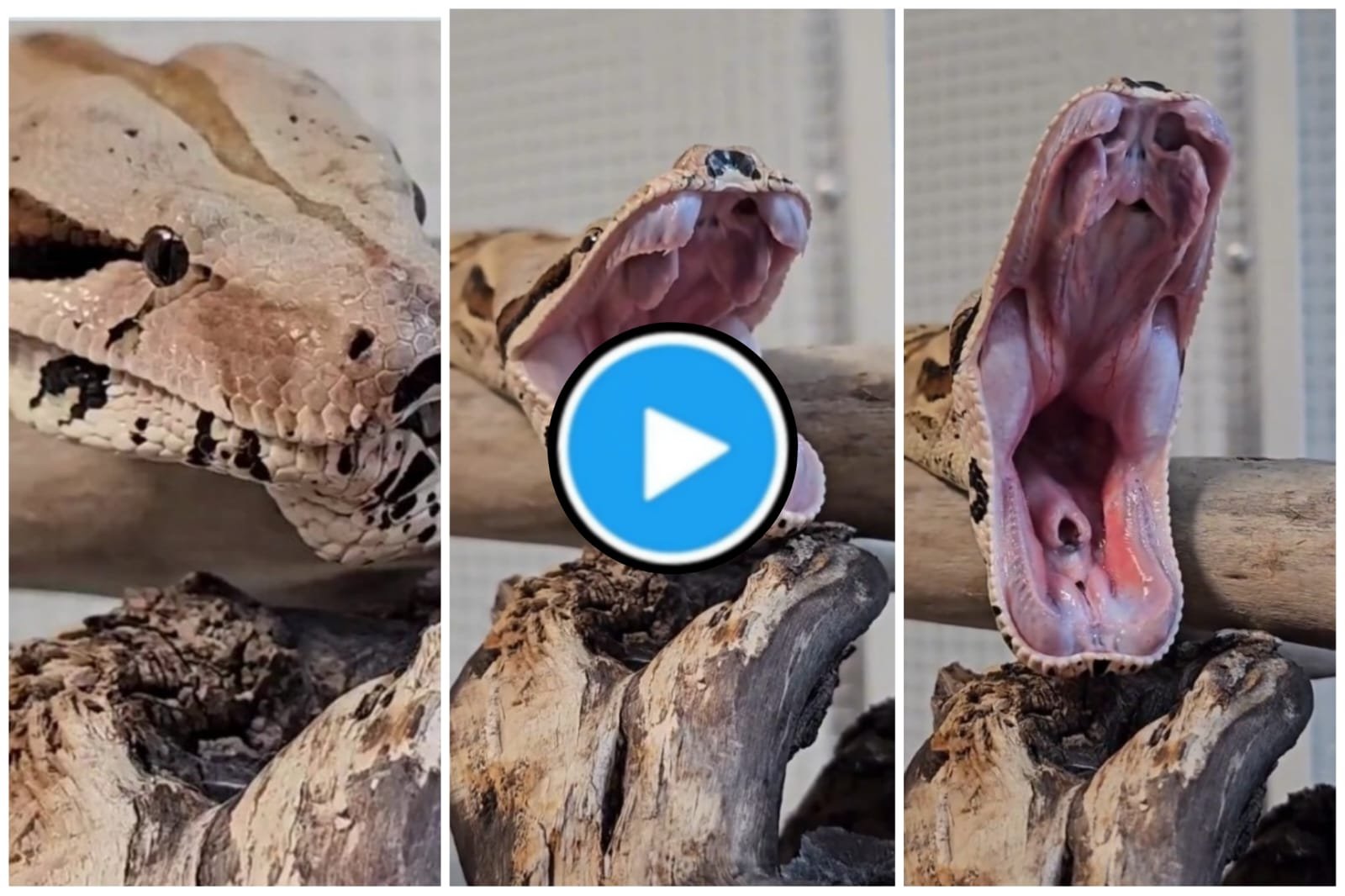 Saanp Ka Video: Video of giant snake yawning went viral