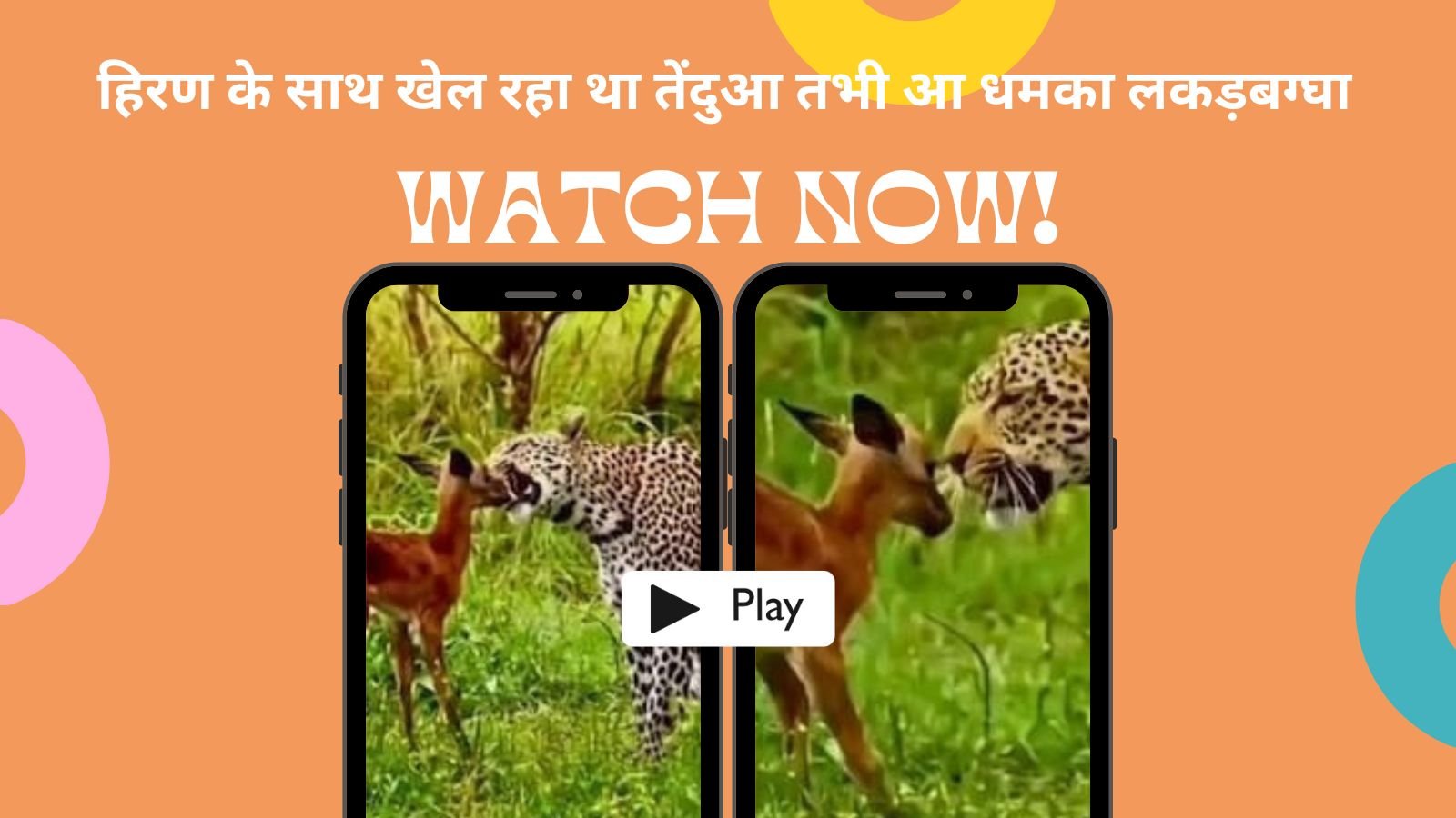 Leopard and deer: The leopard was playing with the deer when the hyena attacked.