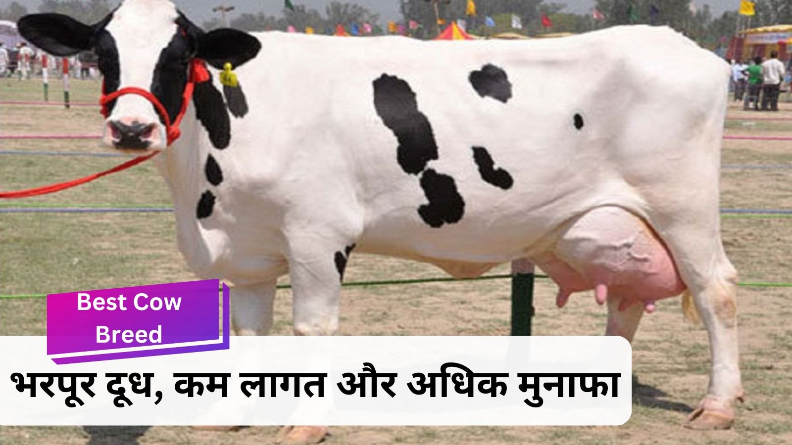 Best Cow Breed: Best cow breeds for dairy industry: Rich milk, low cost and high profits.