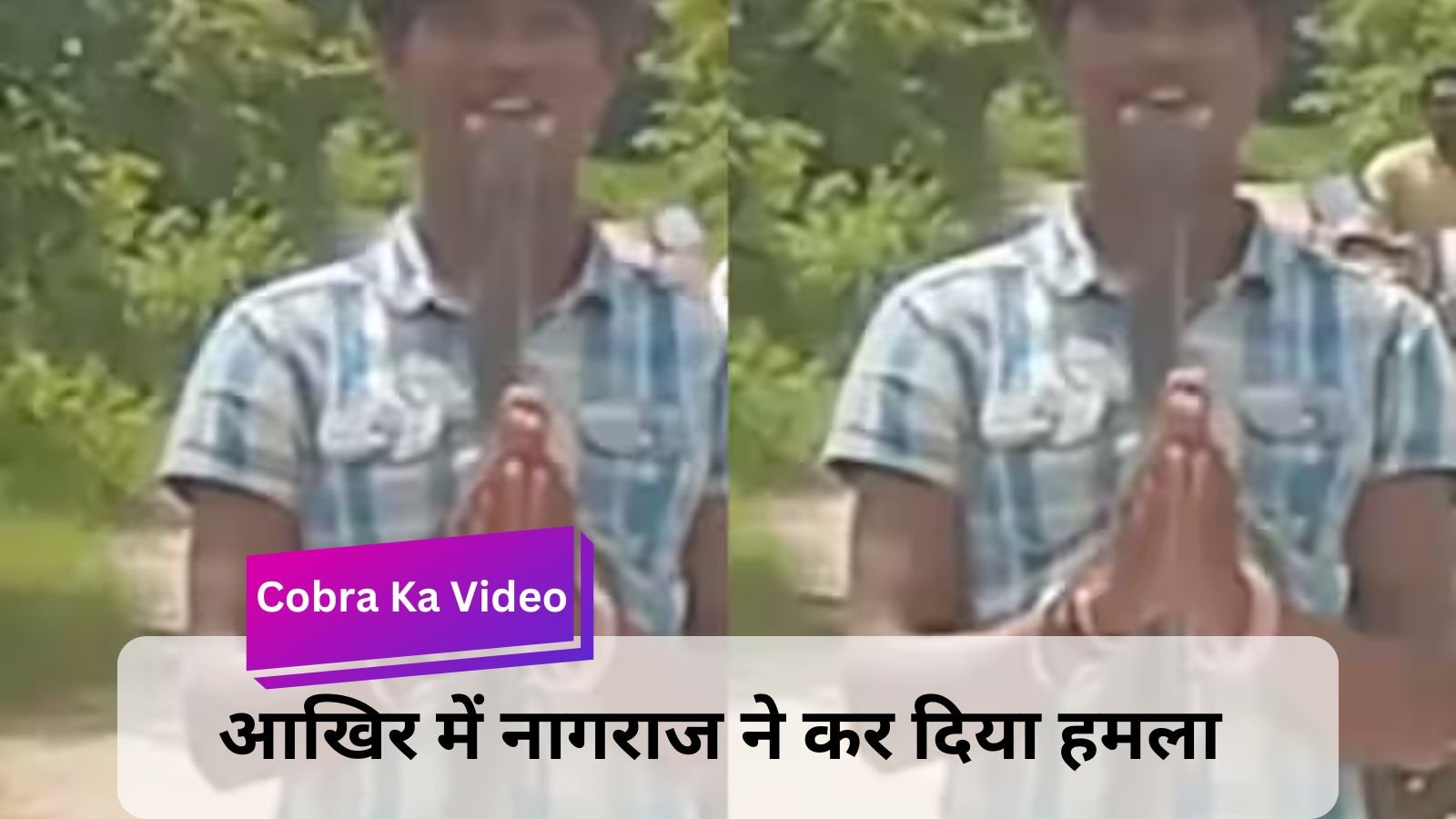 Cobra Ka Video: Man pressed poisonous cobra snake in his mouth, video went viral