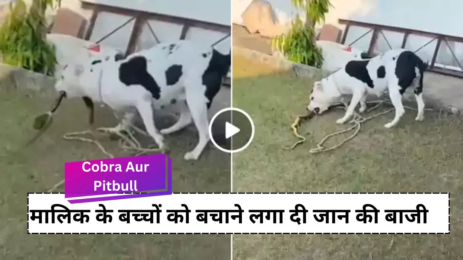 Cobra Aur Pitbull: Pitbull clashed with dangerous Nagraj, video went viral