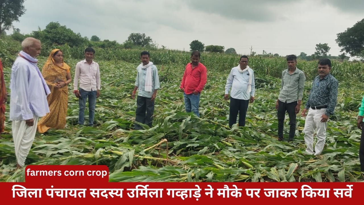 farmers corn crop: maize crop of farmers of Borpend and Charsi ruined due to cyclone