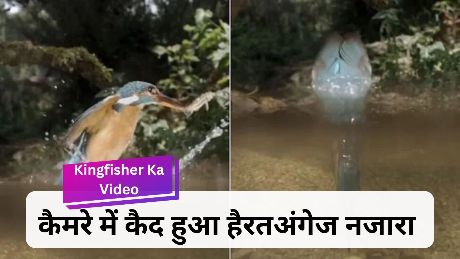 Kingfisher Ka Video: Kingfisher jumped inside the pie to hunt fish