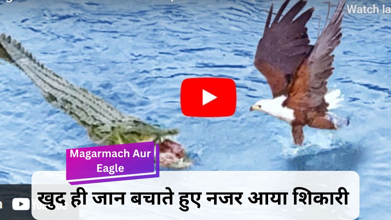 Magarmach Aur Eagle: The game is over with the eagle who came to trick the water monster.