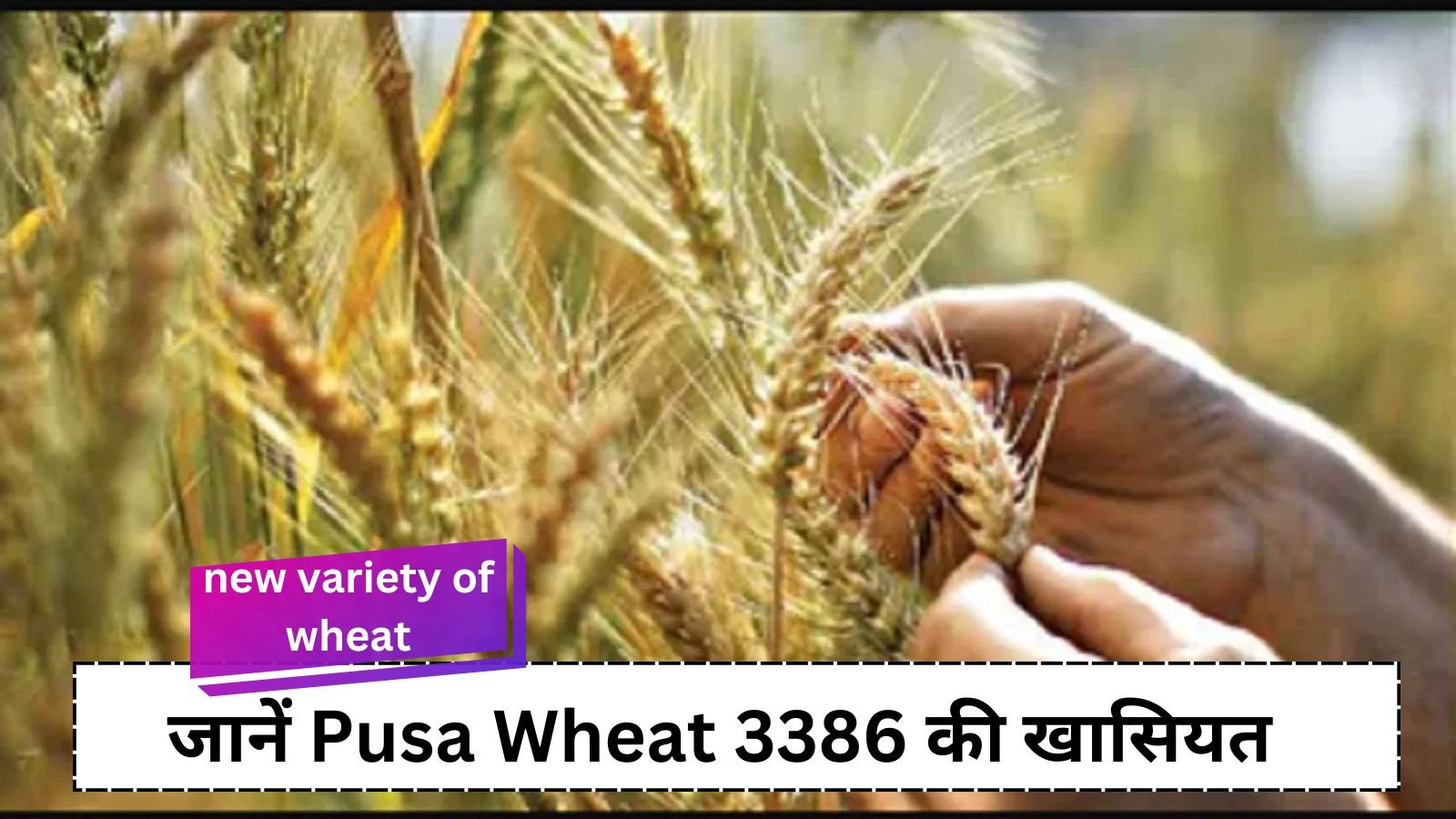 new variety of wheat: New variety of wheat: safe from diseases, ensures higher yield