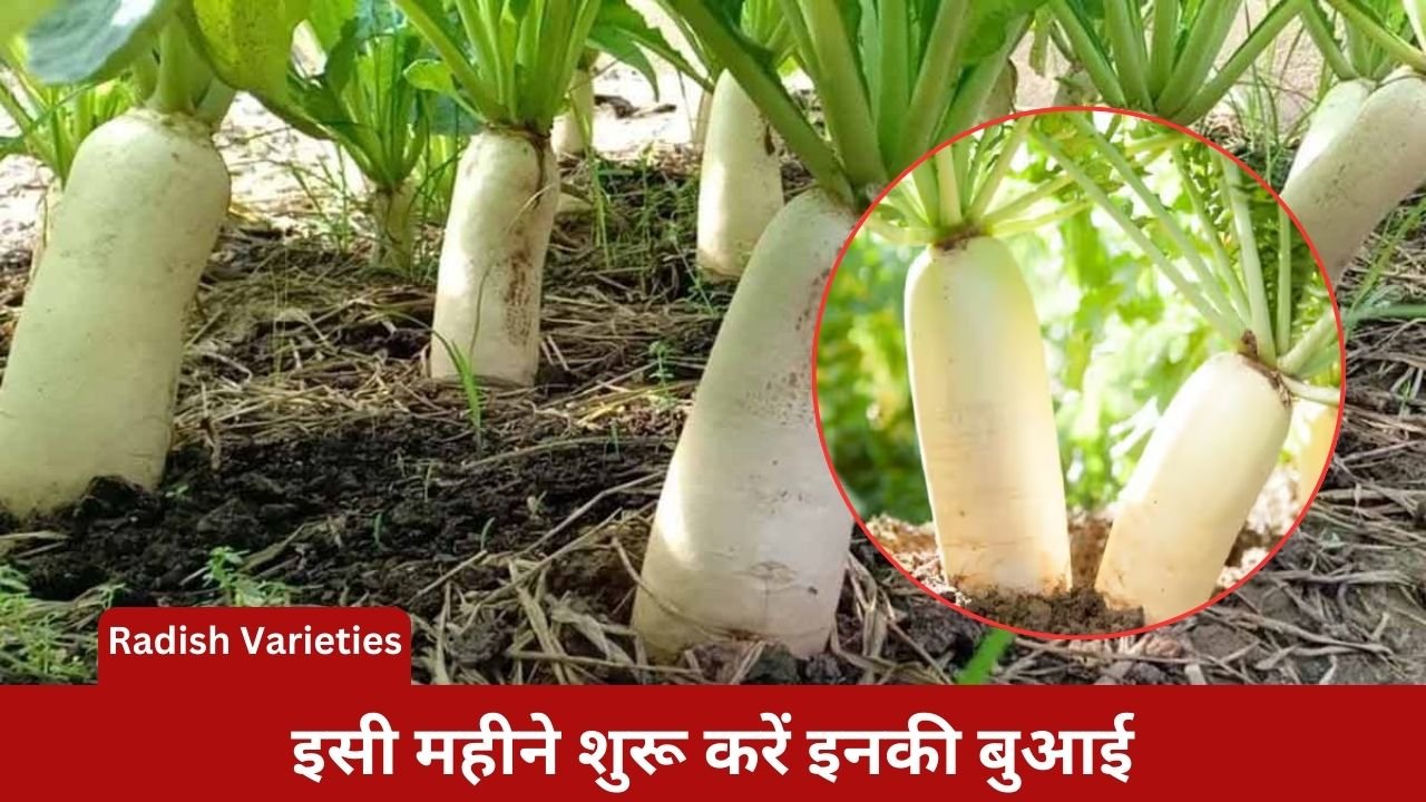 Radish Varieties: Farmers are becoming rich by cultivating these varieties of radish.