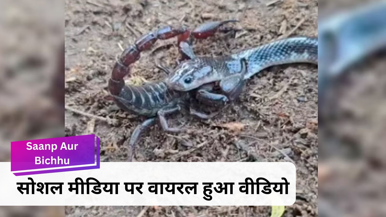 Saanp Aur Bichhu: Unique fight of snake and scorpion: A rare scene