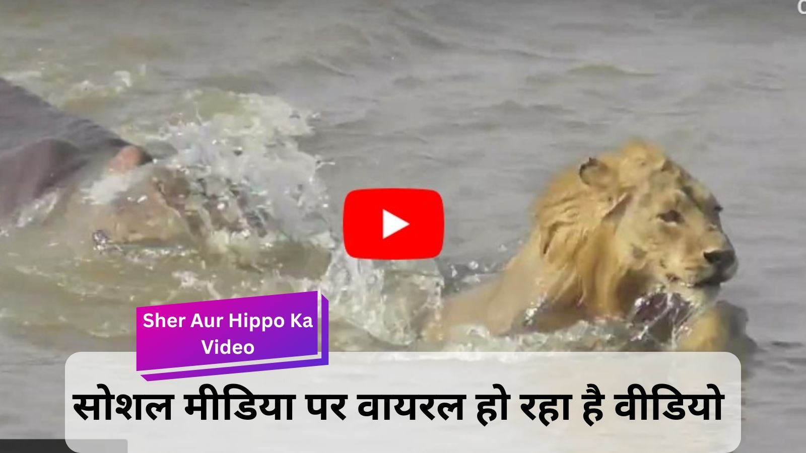 Sher Aur Hippo Ka Video: Babbar lion was seen running away to save his life from the hippo present in the water.