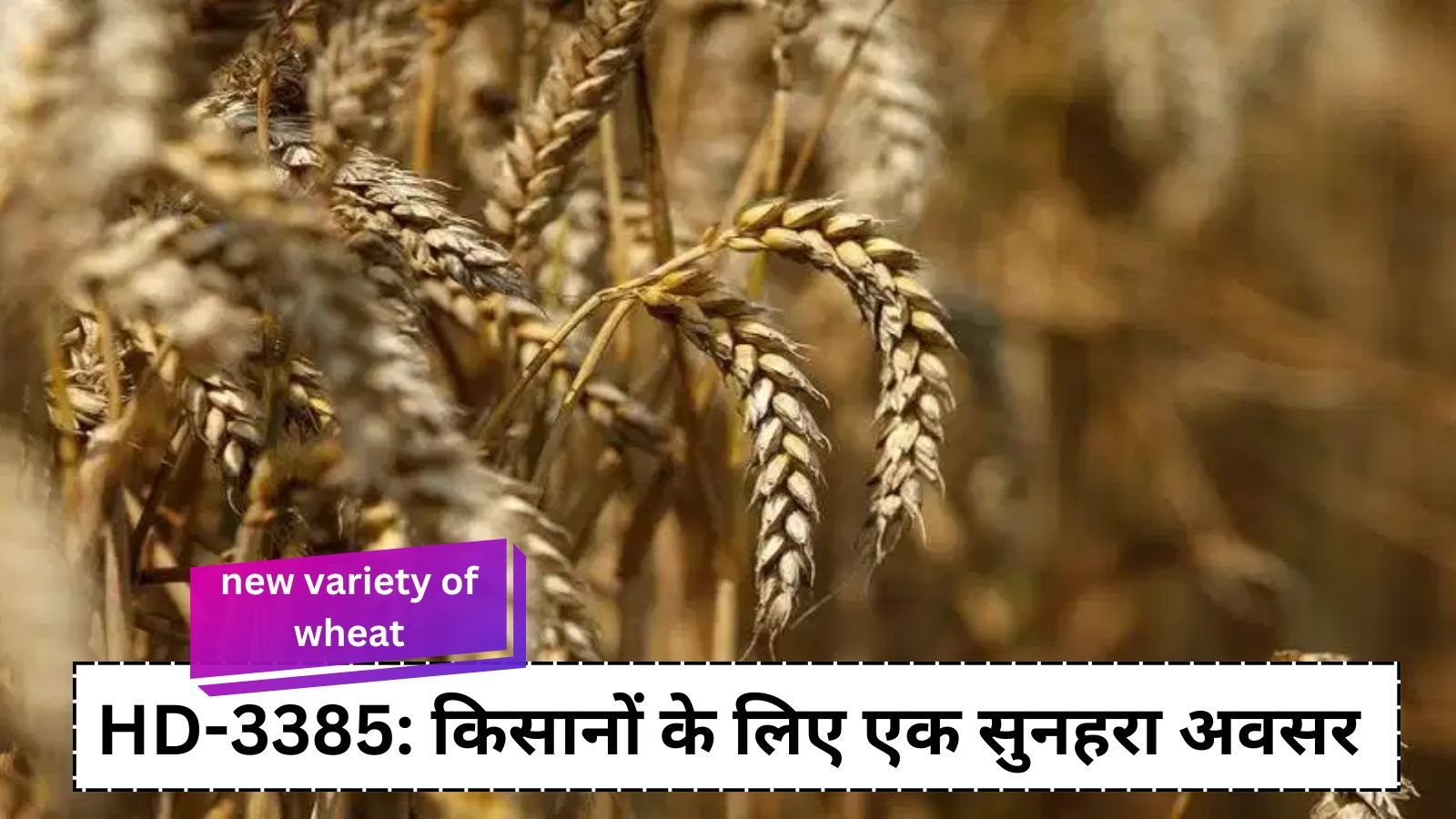 new variety of wheat : HD-3385: a golden opportunity for farmers