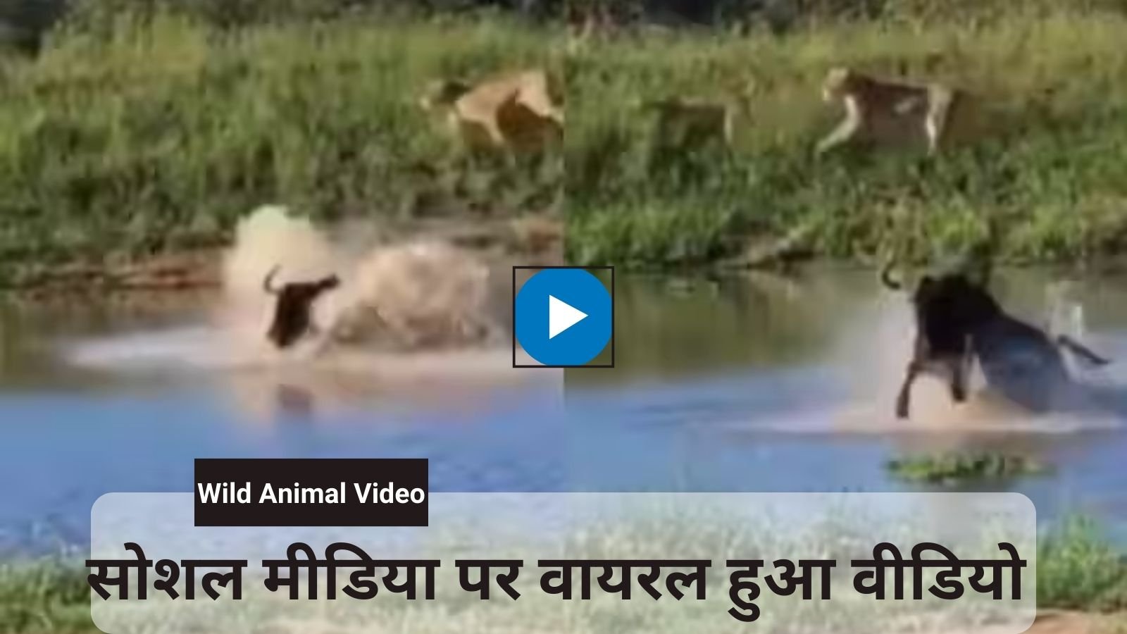 Wild Animal Video: A lone wild animal defeated a group of lionesses.