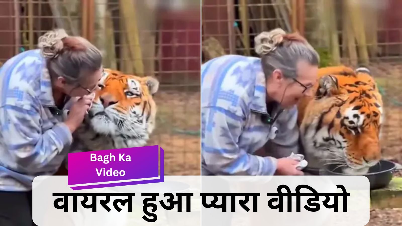 Bagh Ka Video: Woman fed milk to a ferocious tiger, cute video went viral