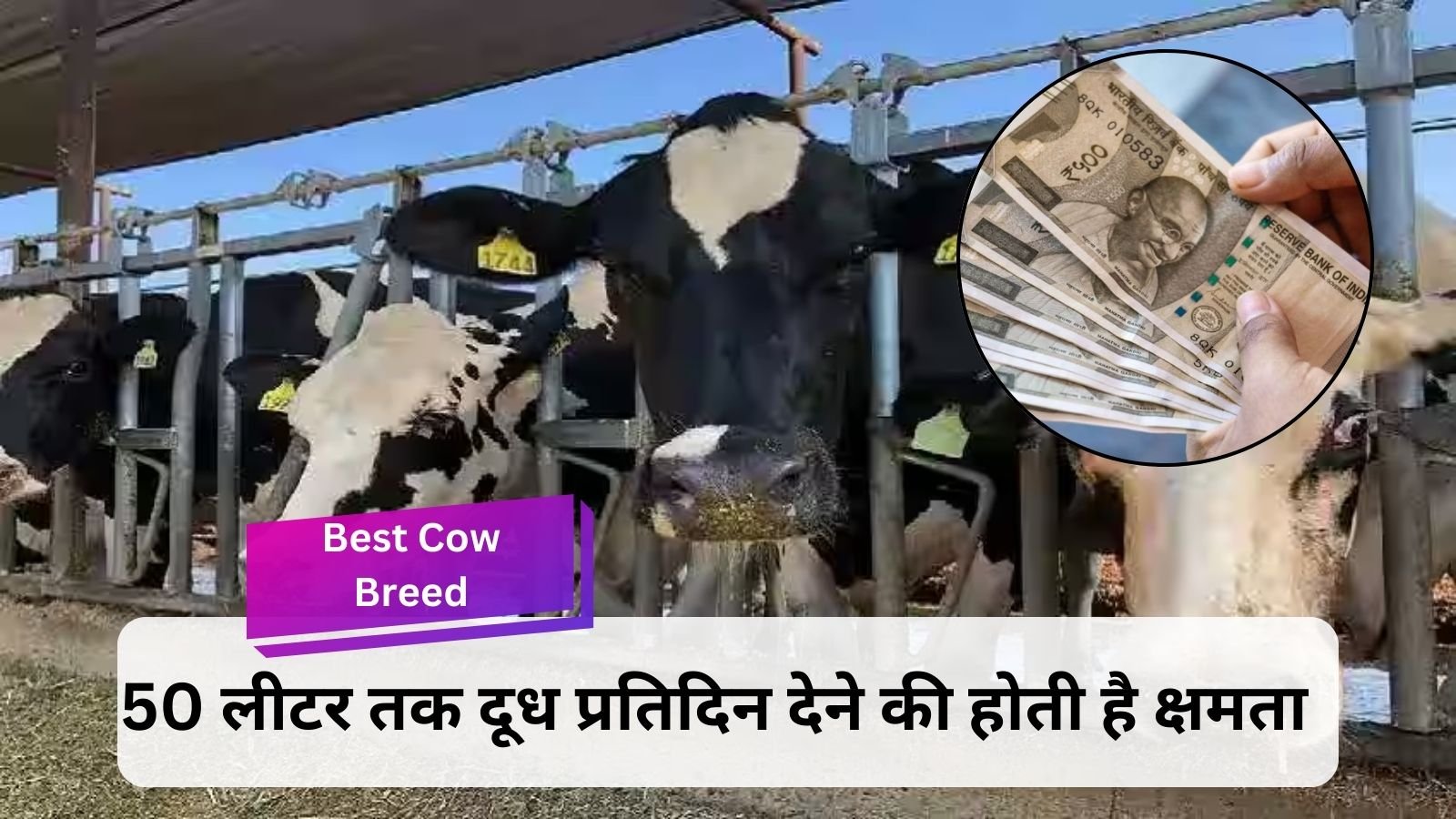 Best Cow Breed: You can become rich by rearing these better breeds of cows.