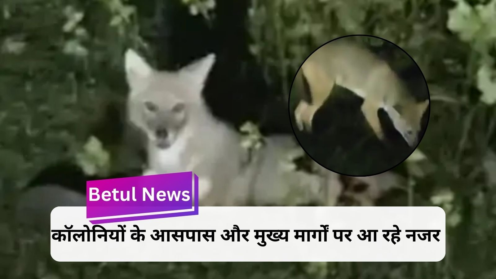 Betul News: Herd of jackals increased panic in the colonies, Forest Department gave instructions