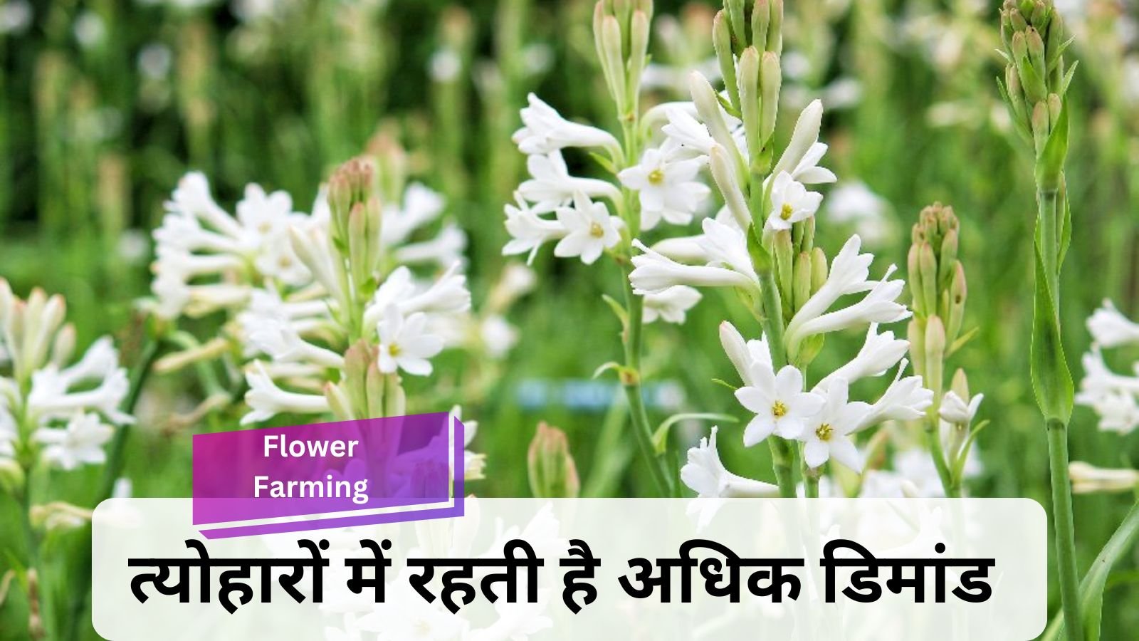 Flower Farming: Cultivation of this fragrant flower is a profitable business for farmers.