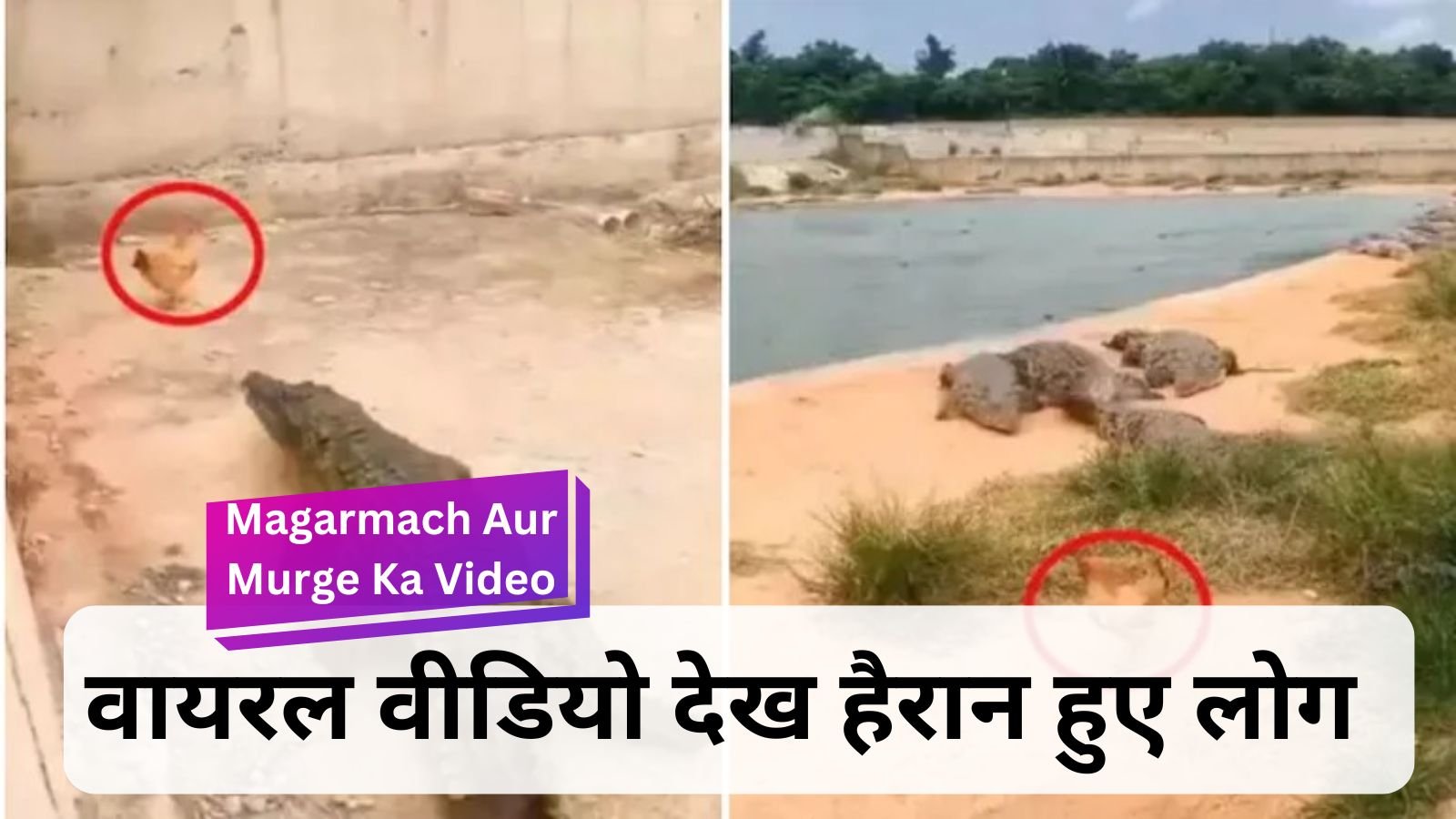 Video of Magarmach Aur Murge: A group of dreaded crocodiles became the enemy of the life of a single chicken.