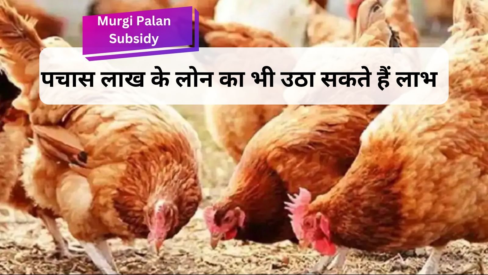 Murgi Palan Subsidy: Start this business immediately, the government is giving 50% subsidy.