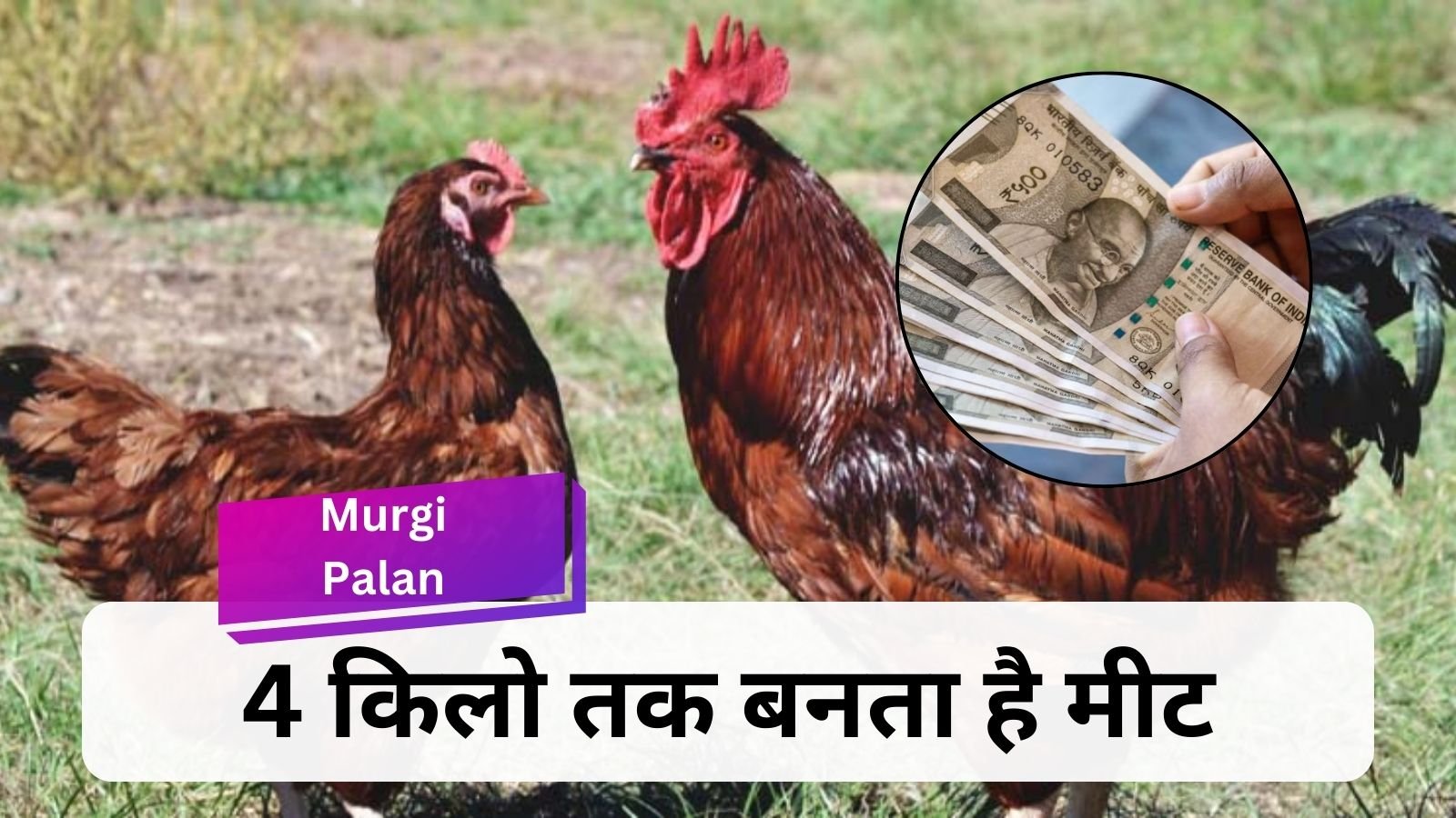 Murgi Palan: This foreign breed chicken with 300 eggs will make you rich in a year