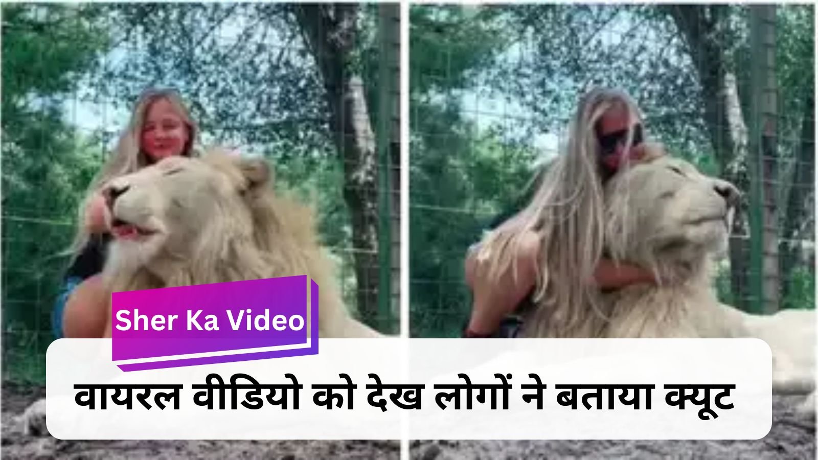 Sher Ka Video: Woman seen caressing a white lion