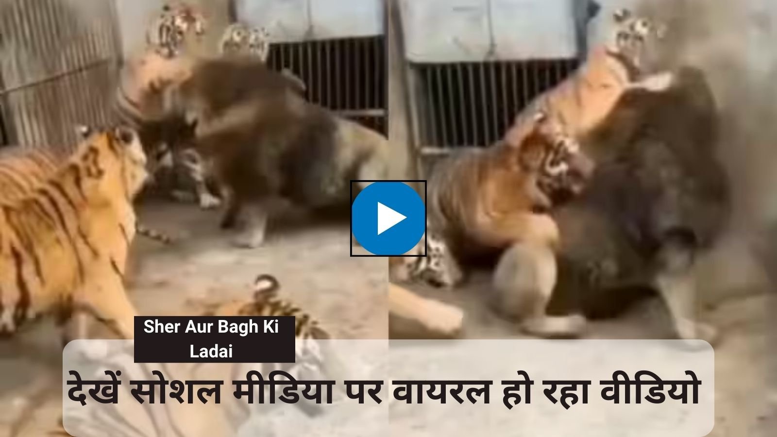 Sher Aur Bagh Ki Ladai: Five ferocious tigers worsened the condition of the lion alone.