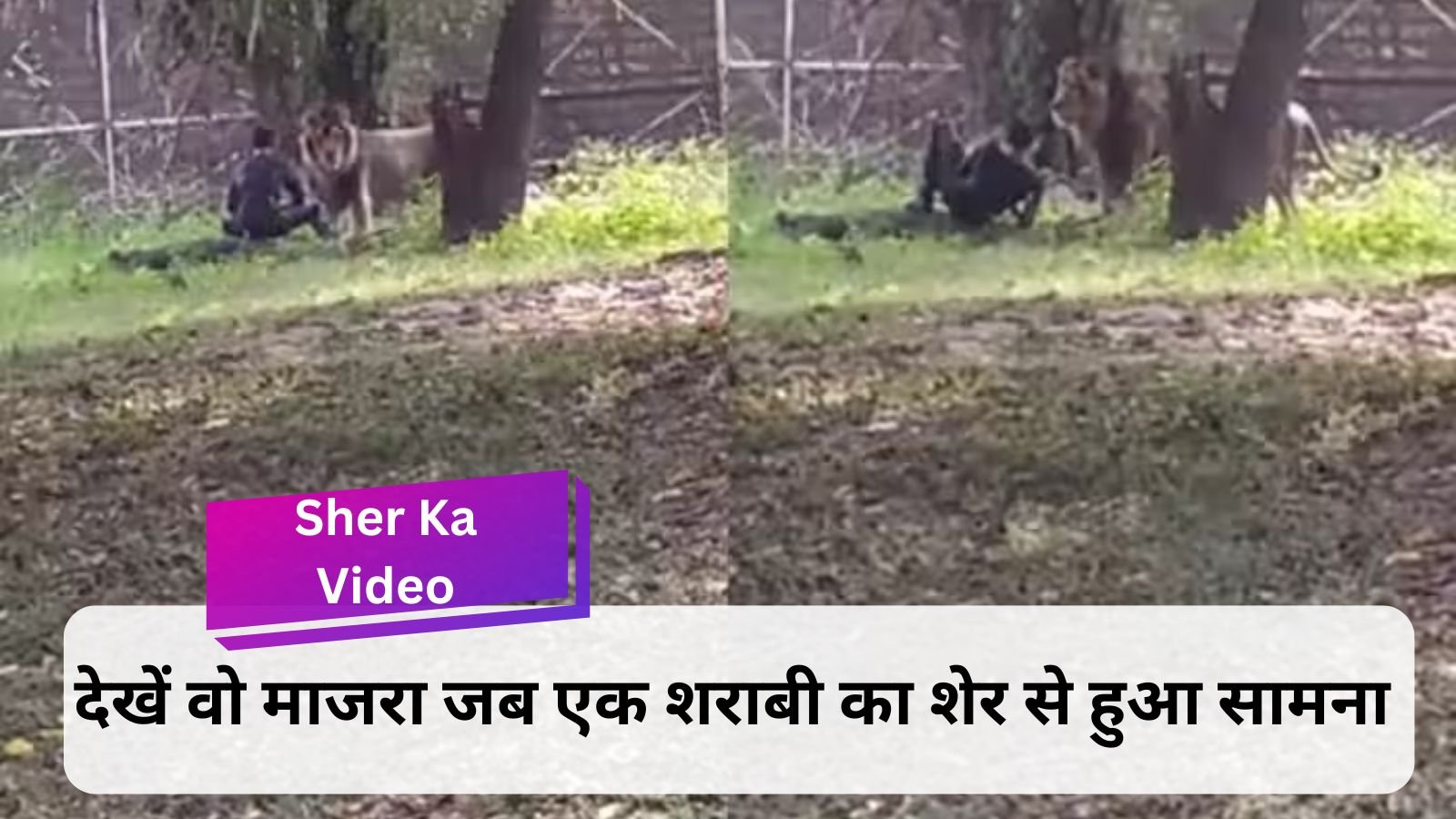 Sher Ka Video: Drunk man jumped into the enclosure of the dreaded Babbar lion, video went viral