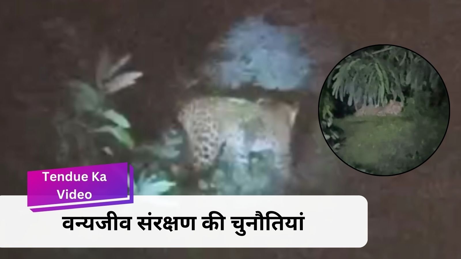 Video of Leopard: Sighting of leopard in Sarni coal mine: Challenges of wildlife conservation