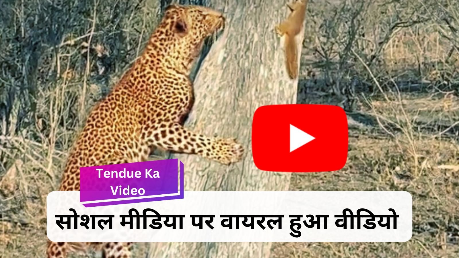 Tendue Ka Video: Little squirrel tricks the dreaded leopard