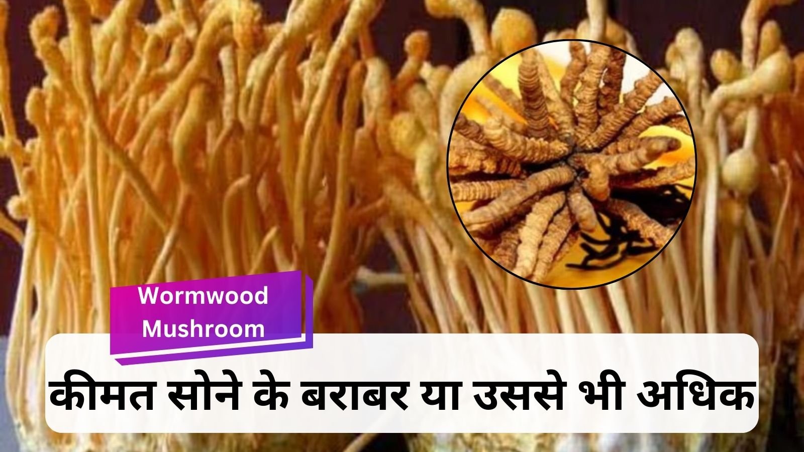 Wormwood Mushroom: Wormwood Mushroom – Himalayan gold, but caution is also necessary