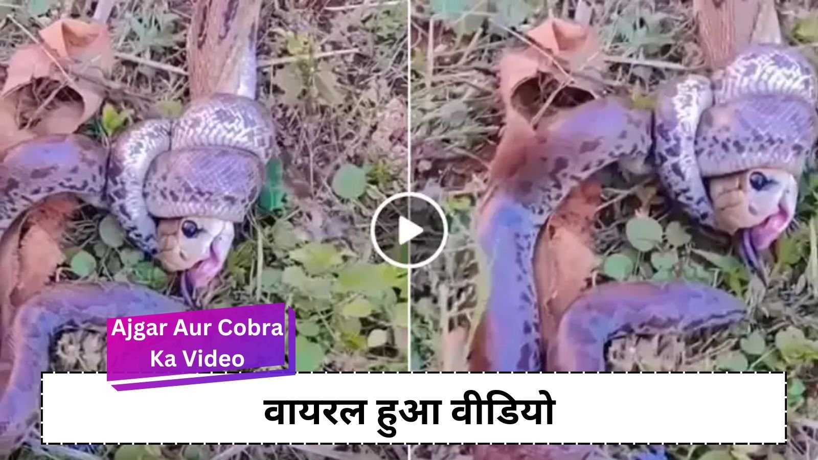 Python Aur Cobra Ka Video: 4 feet long python clashed with 7 feet long king cobra