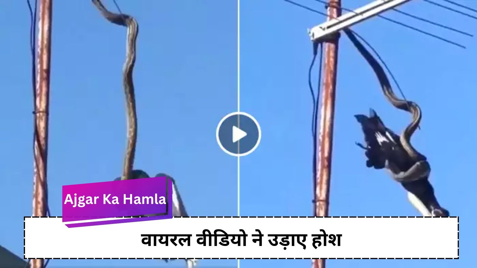 Python Attack: Python hanging from a pole attacks a crow.