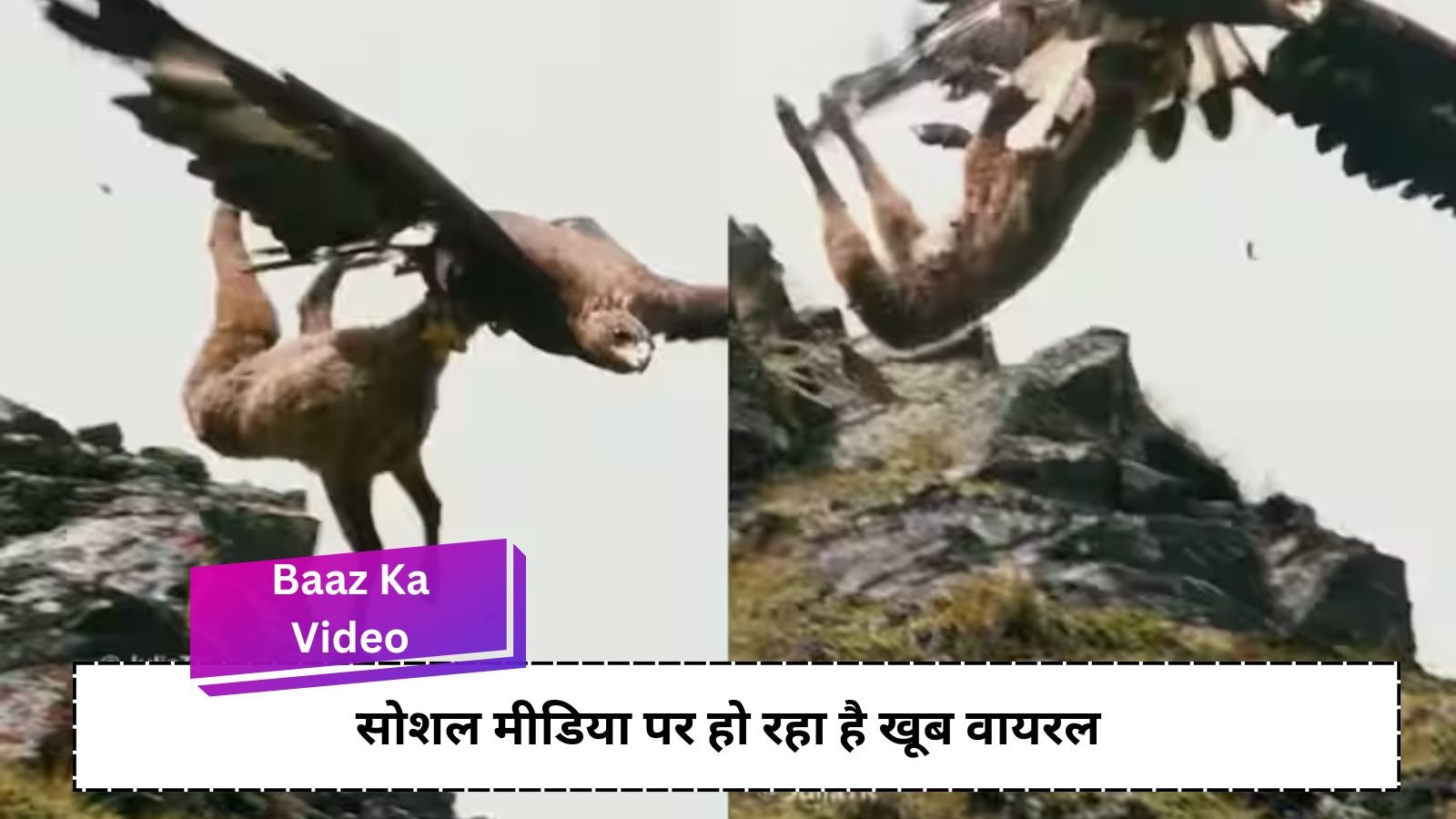 Baaz Ka Video: Thrilling video of an eagle flying in the sky after catching a sheep