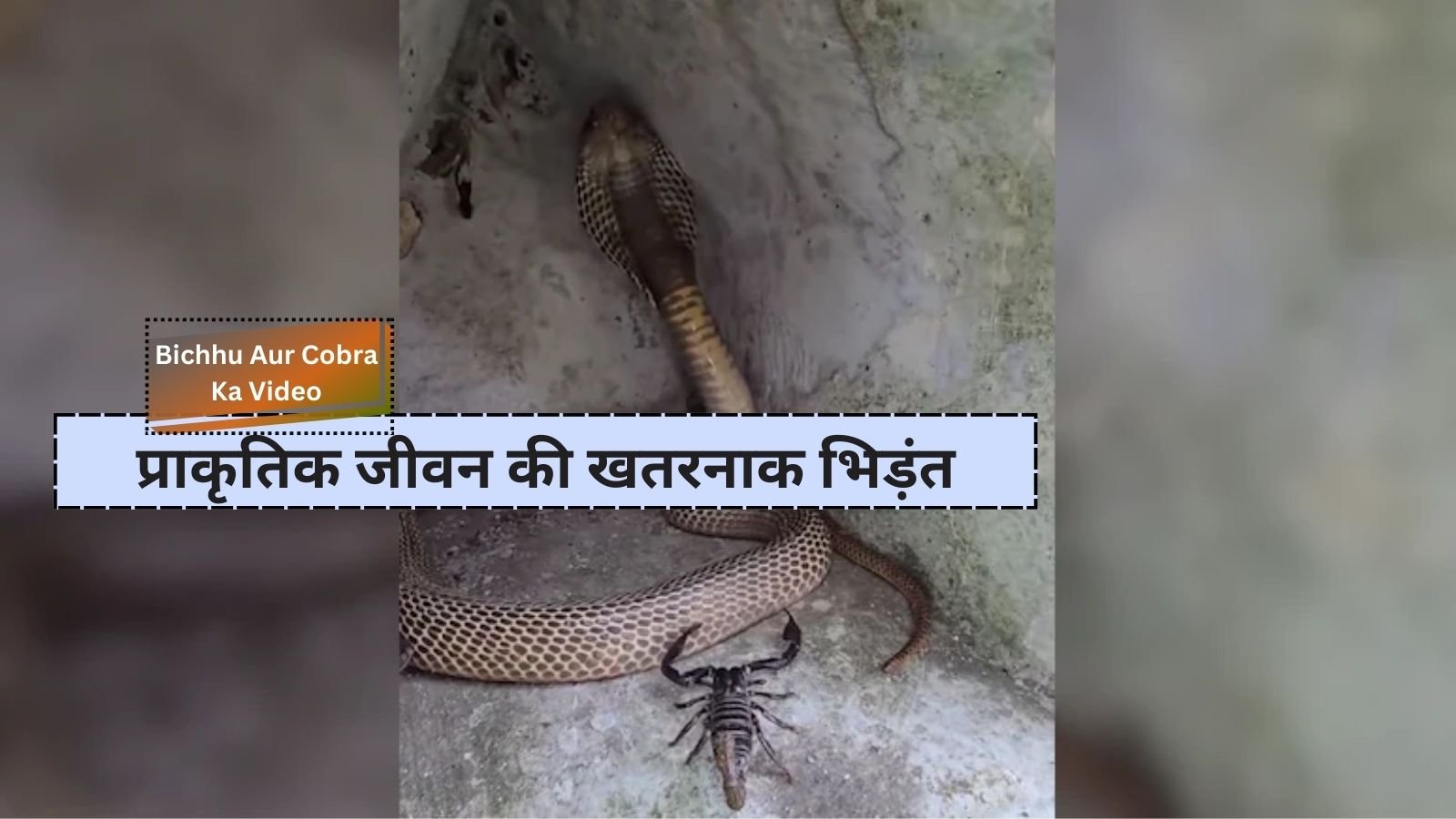 Bichhu Aur Cobra Ka Video: Viral video of collision between scorpion and cobra