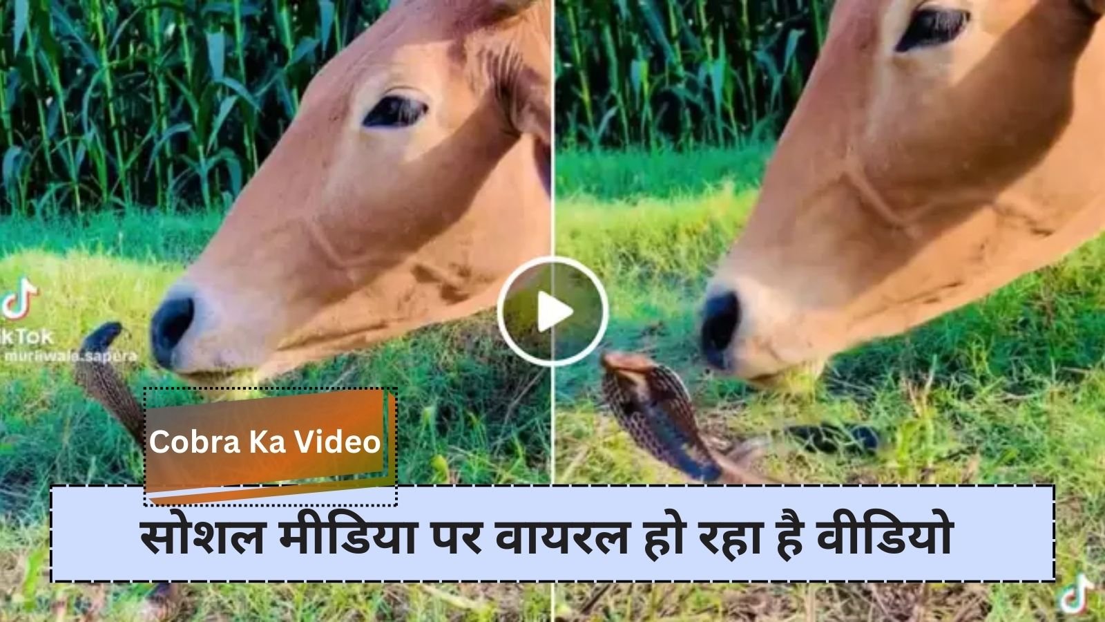 Cobra Ka Video: A cow grazing on grass encountered a cobra.