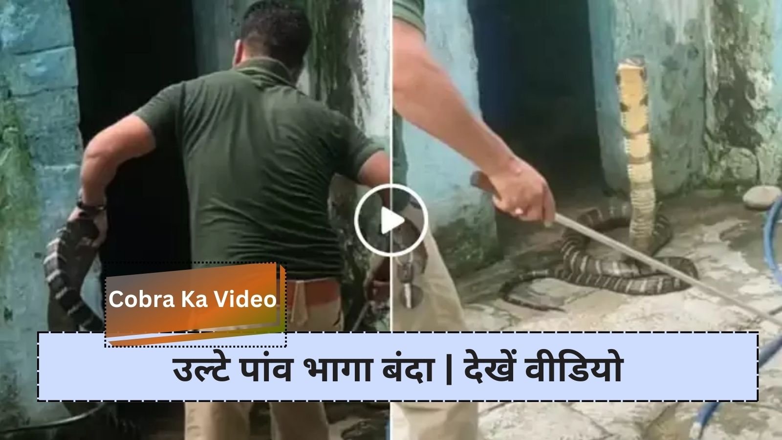 Cobra Ka Video: A person collided with a King Cobra, when the snake spread its hood...