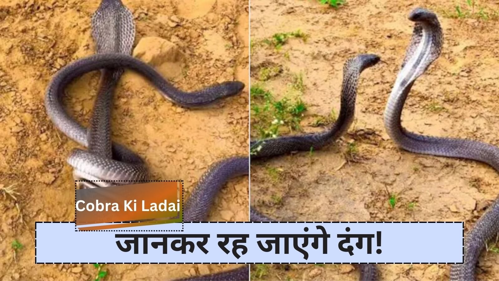 Cobra Ki Ladai: What happened after the second cobra was decapitated?