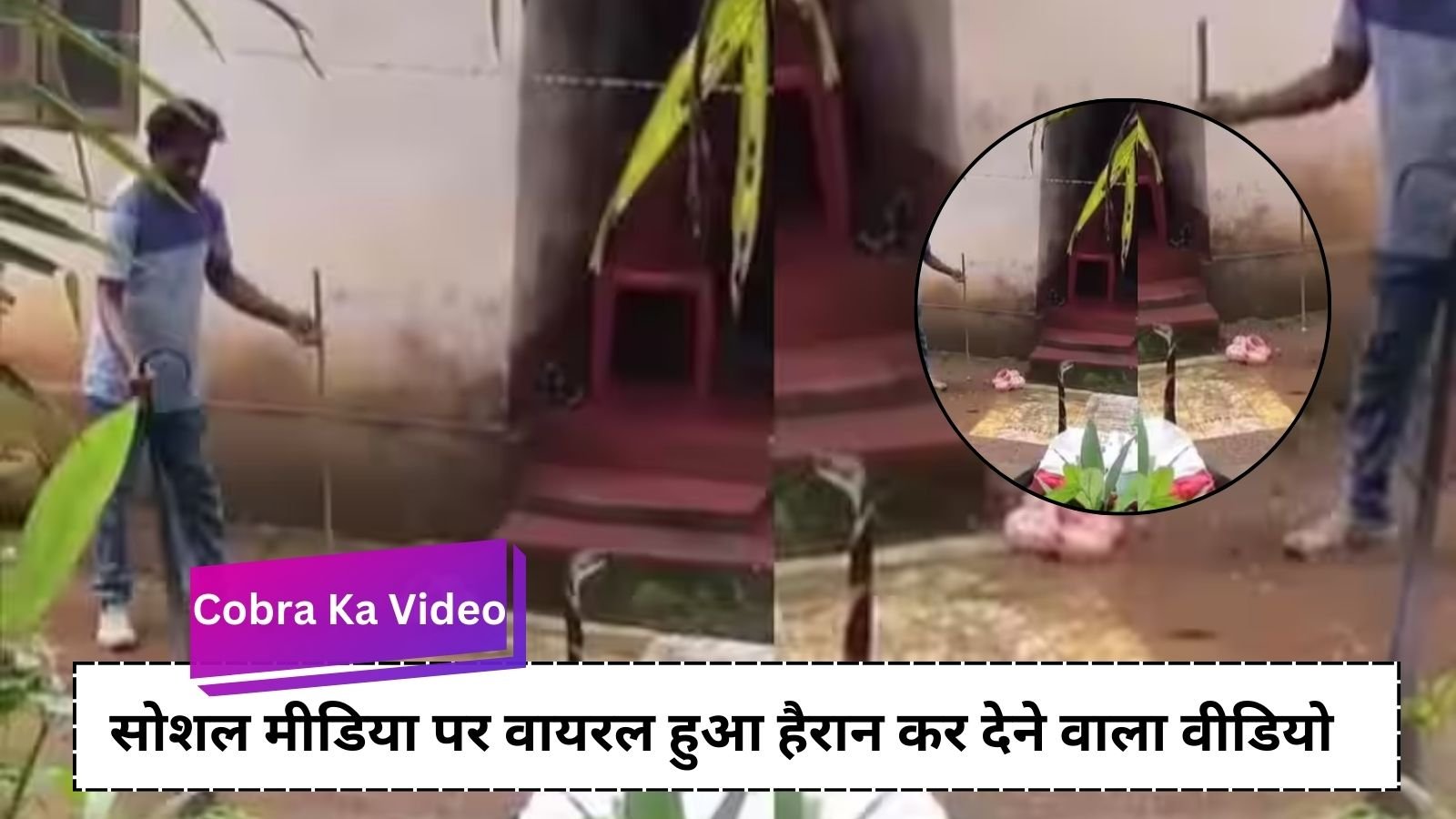 Cobra Ka Video: Man seen catching giant cobra snake by its tail