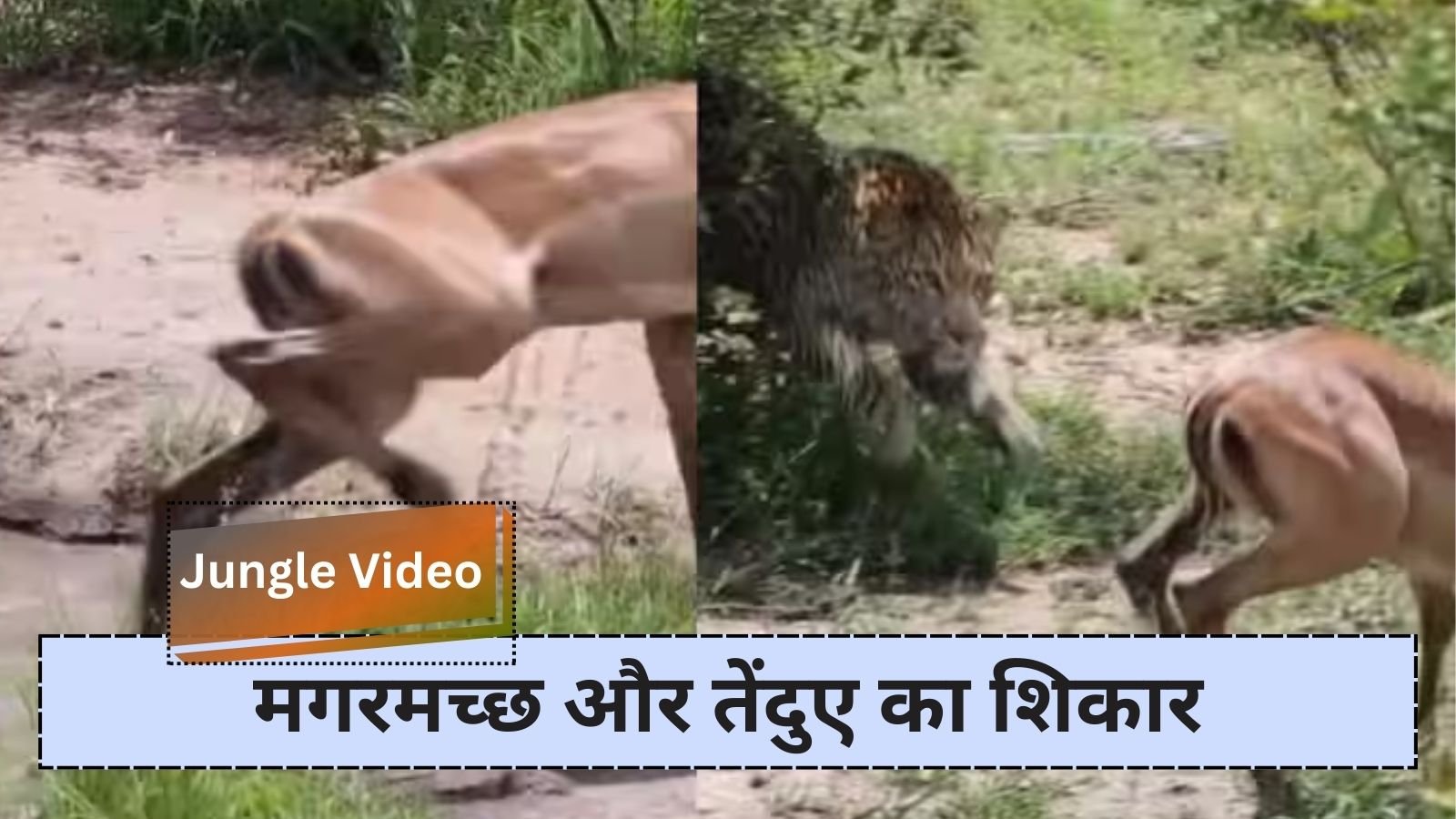 Jungle Video: Challenge of survival in the jungle: Hunting of crocodile and leopard