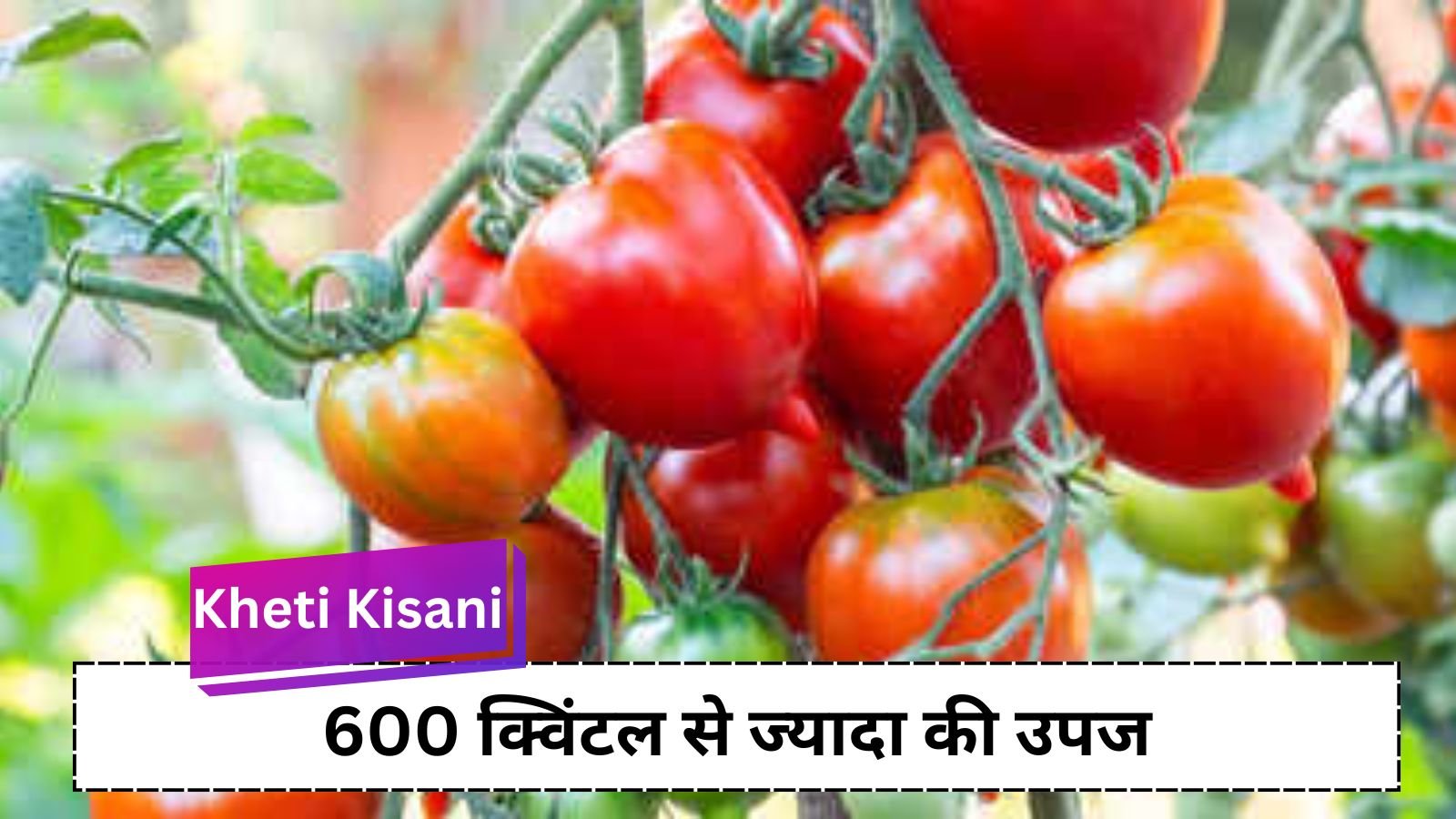 Kheti Kisani: Farmers will get silver from new variety: Bumper yield of tomato in 130 days